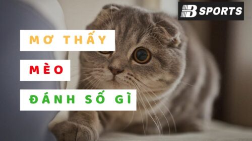 Ngủ mơ thấy mèo con đánh con gì