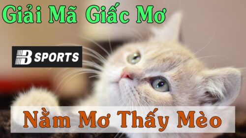 Giải mã giấc mơ thấy mèo chuẩn với Bsports