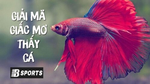 Nằm mơ thấy cá là ý nghĩa tốt hay xấu trong dân gian?