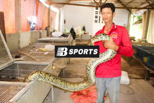 Con rắn số mấy trong sổ mơ lô đề, đâu là con số tài lộc?