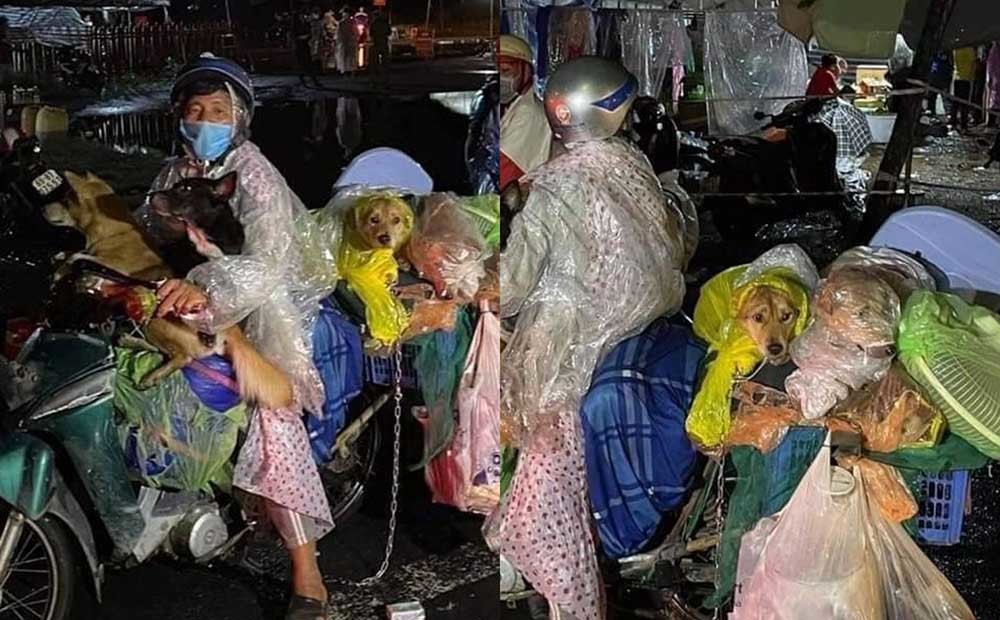 Những chú chó được vợ chồng chăm sóc kĩ càng Những chú chó được vợ chồng chăm sóc kĩ càng