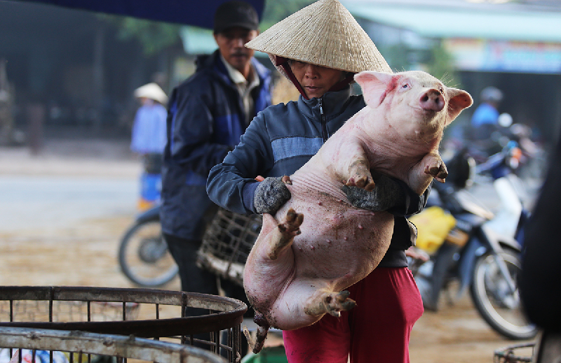 Mơ thấy heo con được cho là một giấc mơ tốt lành thì con heo số mấy Mơ thấy heo con được cho là một giấc mơ tốt lành thì con heo số mấy