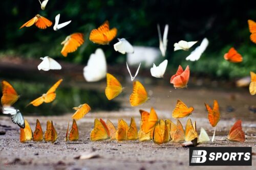 Kết luận con bướm số mấy