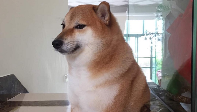 Meme chó được đông đảo dân cư mạng sử dụng