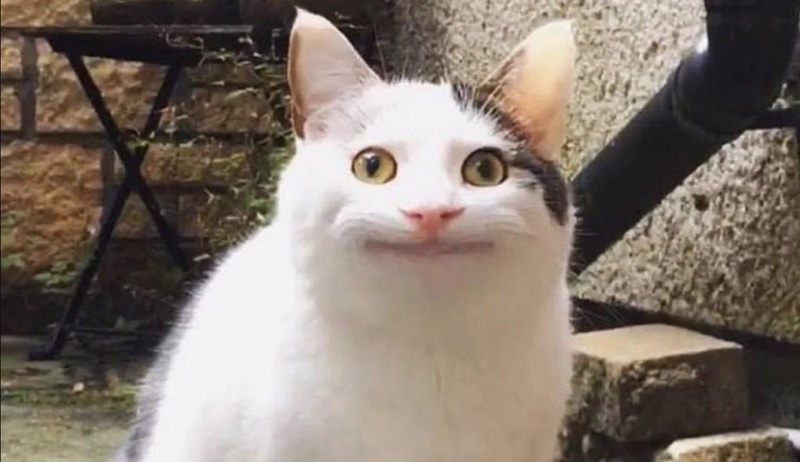 Ảnh meme mèo cười khiến ai xem cũng ôm bụng