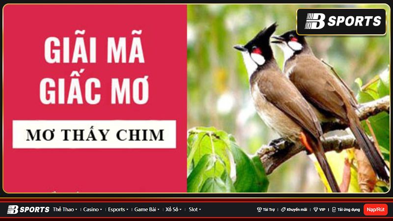 Giải mã nằm mơ thấy chim chính xác nhất Giải mã nằm mơ thấy chim chính xác nhất