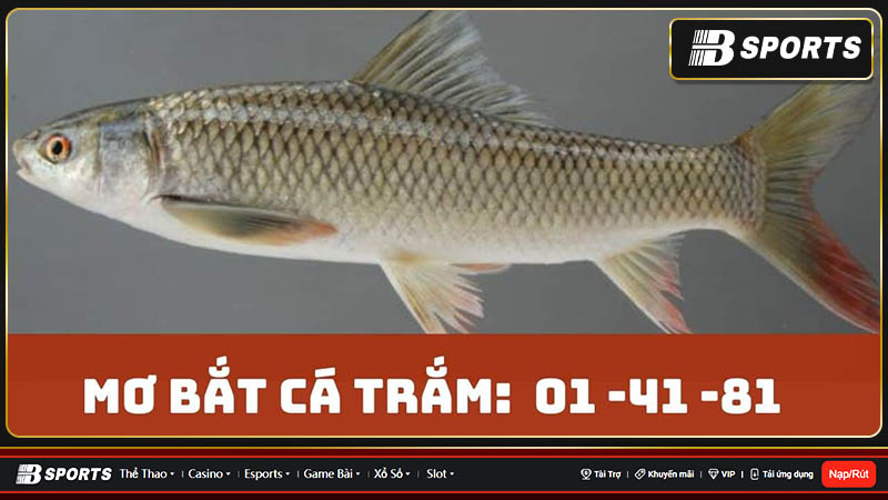 Mơ câu được cá trắm thì đánh gì? Mơ câu được cá trắm thì đánh gì?