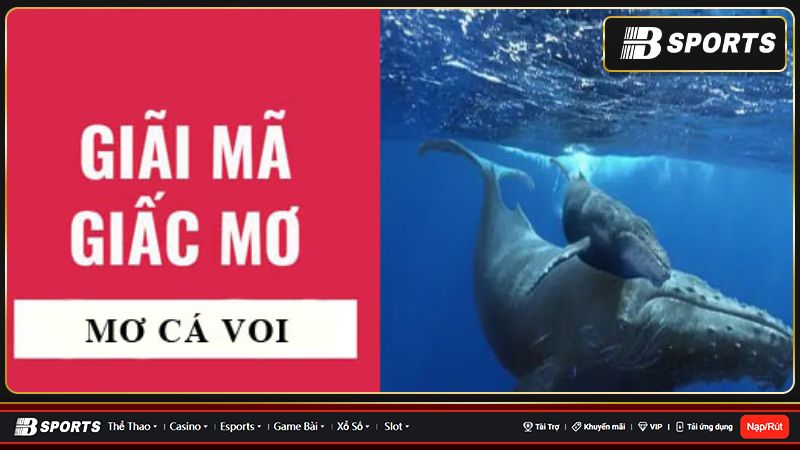 Giải mã giấc mơ thấy cá voi