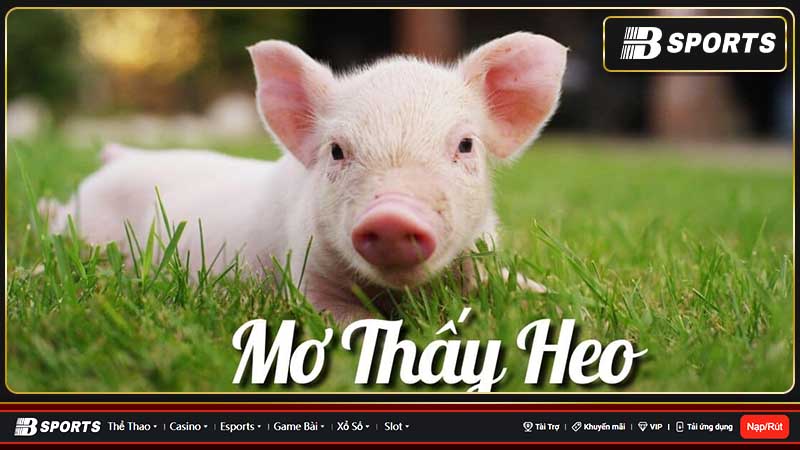 Mơ thấy heo đánh con gì? Mơ thấy heo đánh con gì?
