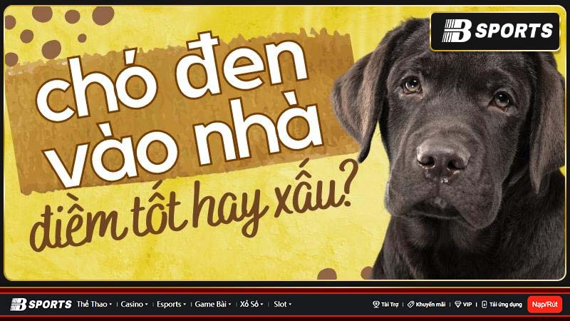 Nằm mơ thấy chó đen vào nhà Nằm mơ thấy chó đen vào nhà